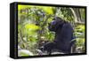 Chimpanzee eating wild jackfruit, Kibale National Park, Uganda-Keren Su-Framed Stretched Canvas