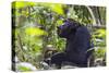 Chimpanzee eating wild jackfruit, Kibale National Park, Uganda-Keren Su-Stretched Canvas