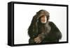 Chimpanzee Hand over Eyes 'See No Evil'-null-Framed Stretched Canvas