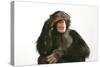 Chimpanzee Hand over Eyes 'See No Evil'-null-Stretched Canvas