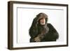 Chimpanzee Hand over Eyes 'See No Evil'-null-Framed Premium Photographic Print
