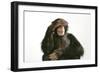 Chimpanzee Hand over Eyes 'See No Evil'-null-Framed Premium Photographic Print