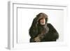 Chimpanzee Hand over Eyes 'See No Evil'-null-Framed Premium Photographic Print