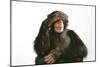 Chimpanzee Hand over Eyes 'See No Evil'-null-Mounted Premium Photographic Print