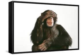 Chimpanzee Hand over Eyes 'See No Evil'-null-Framed Stretched Canvas