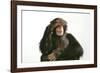 Chimpanzee Hand over Eyes 'See No Evil'-null-Framed Photographic Print