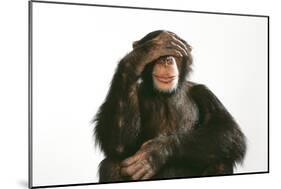 Chimpanzee Hand over Eyes 'See No Evil'-null-Mounted Photographic Print