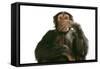 Chimpanzee Hand over Mouth 'Speak No Evil'-null-Framed Stretched Canvas
