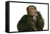 Chimpanzee Hand over Mouth 'Speak No Evil'-null-Framed Stretched Canvas