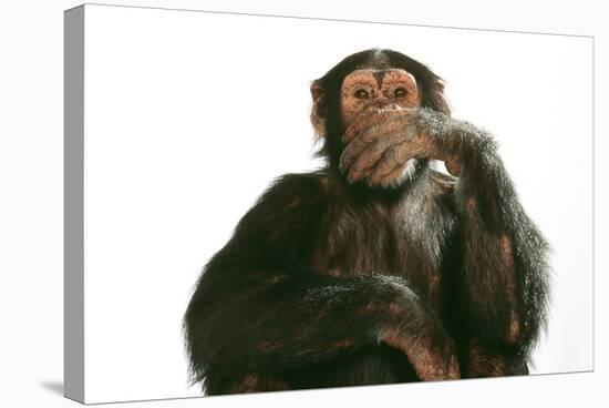 Chimpanzee Hand over Mouth 'Speak No Evil'-null-Stretched Canvas