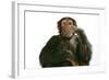 Chimpanzee Hand over Mouth 'Speak No Evil'-null-Framed Photographic Print
