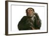 Chimpanzee Hand over Mouth 'Speak No Evil'-null-Framed Photographic Print