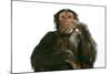 Chimpanzee Hand over Mouth 'Speak No Evil'-null-Mounted Photographic Print