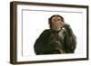 Chimpanzee Hand over Mouth 'Speak No Evil'-null-Framed Photographic Print