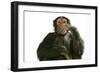Chimpanzee Hand over Mouth 'Speak No Evil'-null-Framed Photographic Print