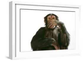 Chimpanzee Hand over Mouth 'Speak No Evil'-null-Framed Photographic Print