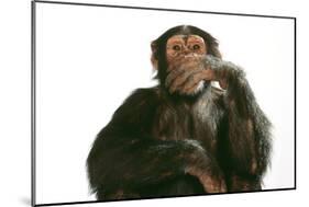 Chimpanzee Hand over Mouth 'Speak No Evil'-null-Mounted Photographic Print