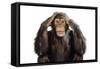 Chimpanzee Hands over Ears 'Hear No Evil'-null-Framed Stretched Canvas