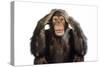 Chimpanzee Hands over Ears 'Hear No Evil'-null-Stretched Canvas