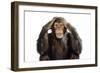 Chimpanzee Hands over Ears 'Hear No Evil'-null-Framed Photographic Print