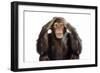 Chimpanzee Hands over Ears 'Hear No Evil'-null-Framed Photographic Print