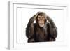 Chimpanzee Hands over Ears 'Hear No Evil'-null-Framed Photographic Print