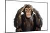 Chimpanzee Hands over Ears 'Hear No Evil'-null-Mounted Photographic Print