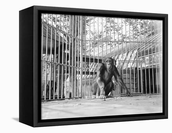 Chimpanzee in a Cage-null-Framed Stretched Canvas
