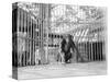 Chimpanzee in a Cage-null-Stretched Canvas