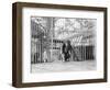 Chimpanzee in a Cage-null-Framed Photographic Print