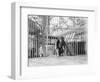 Chimpanzee in a Cage-null-Framed Photographic Print