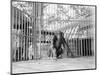 Chimpanzee in a Cage-null-Mounted Photographic Print