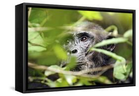 Chimpanzee in Bush at Mahale Mountains National Park, Tanzania-Paul Joynson Hicks-Framed Stretched Canvas