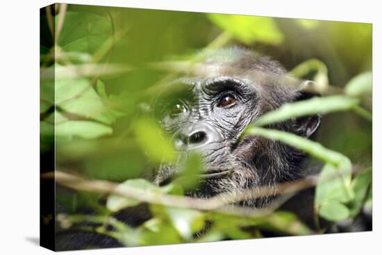 Chimpanzee in Bush at Mahale Mountains National Park, Tanzania-Paul Joynson Hicks-Stretched Canvas