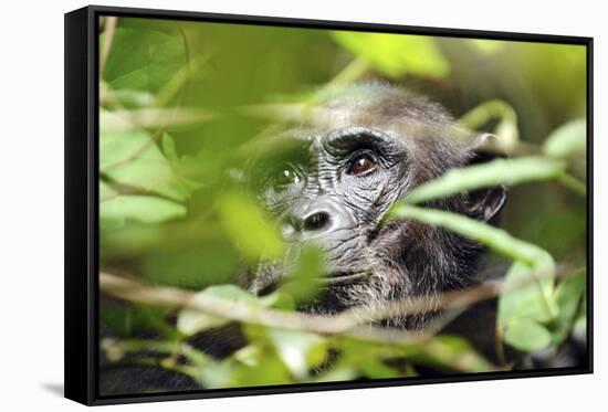 Chimpanzee in Bush at Mahale Mountains National Park, Tanzania-Paul Joynson Hicks-Framed Stretched Canvas