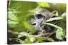 Chimpanzee in Bush at Mahale Mountains National Park, Tanzania-Paul Joynson Hicks-Stretched Canvas