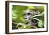 Chimpanzee in Bush at Mahale Mountains National Park, Tanzania-Paul Joynson Hicks-Framed Photographic Print