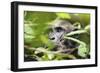 Chimpanzee in Bush at Mahale Mountains National Park, Tanzania-Paul Joynson Hicks-Framed Photographic Print