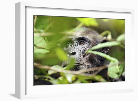 Chimpanzee in Bush at Mahale Mountains National Park, Tanzania-Paul Joynson Hicks-Framed Photographic Print