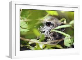 Chimpanzee in Bush at Mahale Mountains National Park, Tanzania-Paul Joynson Hicks-Framed Photographic Print