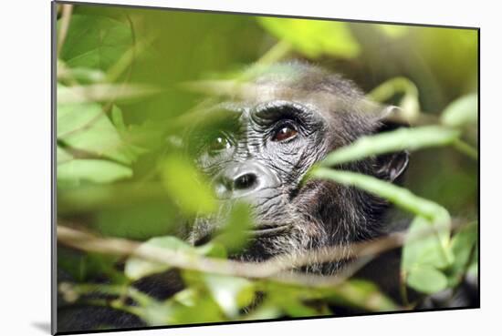 Chimpanzee in Bush at Mahale Mountains National Park, Tanzania-Paul Joynson Hicks-Mounted Photographic Print