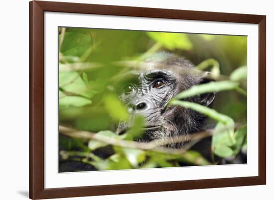 Chimpanzee in Bush at Mahale Mountains National Park, Tanzania-Paul Joynson Hicks-Framed Photographic Print