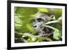 Chimpanzee in Bush at Mahale Mountains National Park, Tanzania-Paul Joynson Hicks-Framed Photographic Print