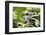 Chimpanzee in Bush at Mahale Mountains National Park, Tanzania-Paul Joynson Hicks-Framed Premium Photographic Print