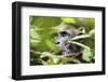 Chimpanzee in Bush at Mahale Mountains National Park, Tanzania-Paul Joynson Hicks-Framed Premium Photographic Print