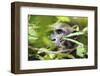 Chimpanzee in Bush at Mahale Mountains National Park, Tanzania-Paul Joynson Hicks-Framed Photographic Print