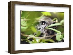 Chimpanzee in Bush at Mahale Mountains National Park, Tanzania-Paul Joynson Hicks-Framed Photographic Print