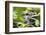 Chimpanzee in Bush at Mahale Mountains National Park, Tanzania-Paul Joynson Hicks-Framed Photographic Print