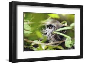 Chimpanzee in Bush at Mahale Mountains National Park, Tanzania-Paul Joynson Hicks-Framed Photographic Print