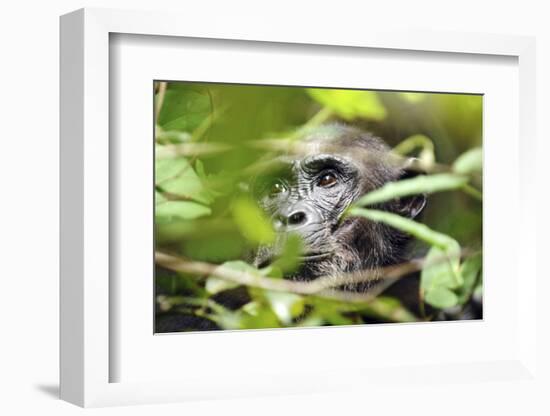 Chimpanzee in Bush at Mahale Mountains National Park, Tanzania-Paul Joynson Hicks-Framed Photographic Print